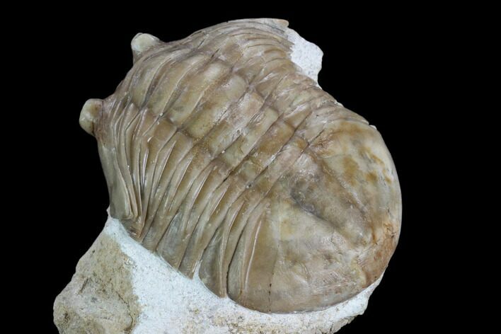 Unusual Asaphus Laevissimus Trilobite - Russia #127828